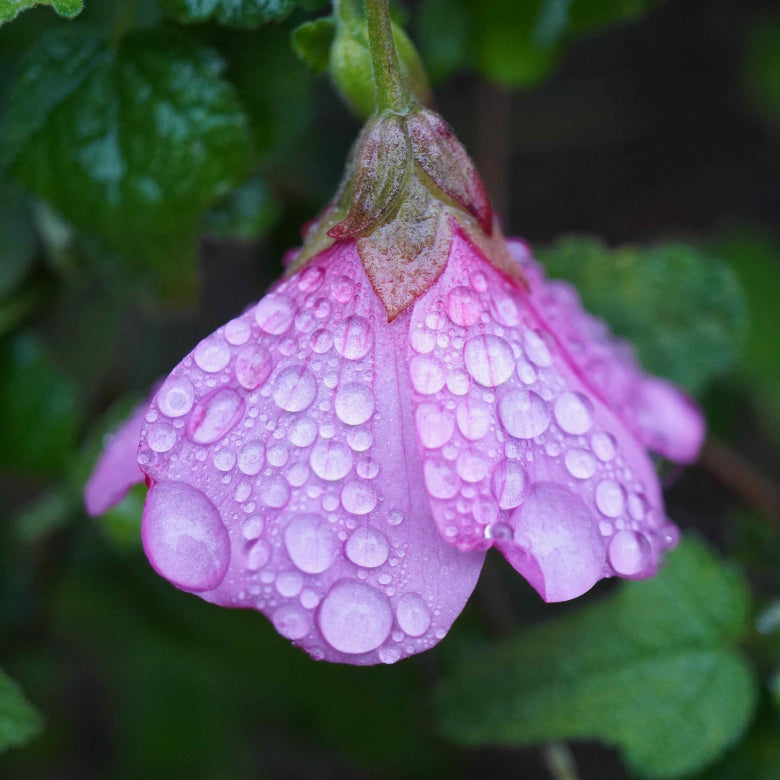 Raindrops on Flower Print