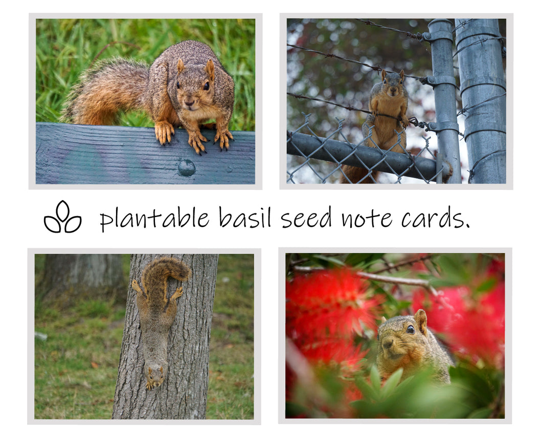 Fox Squirrel: Plantable Seeded Note Cards (Basil seeds)