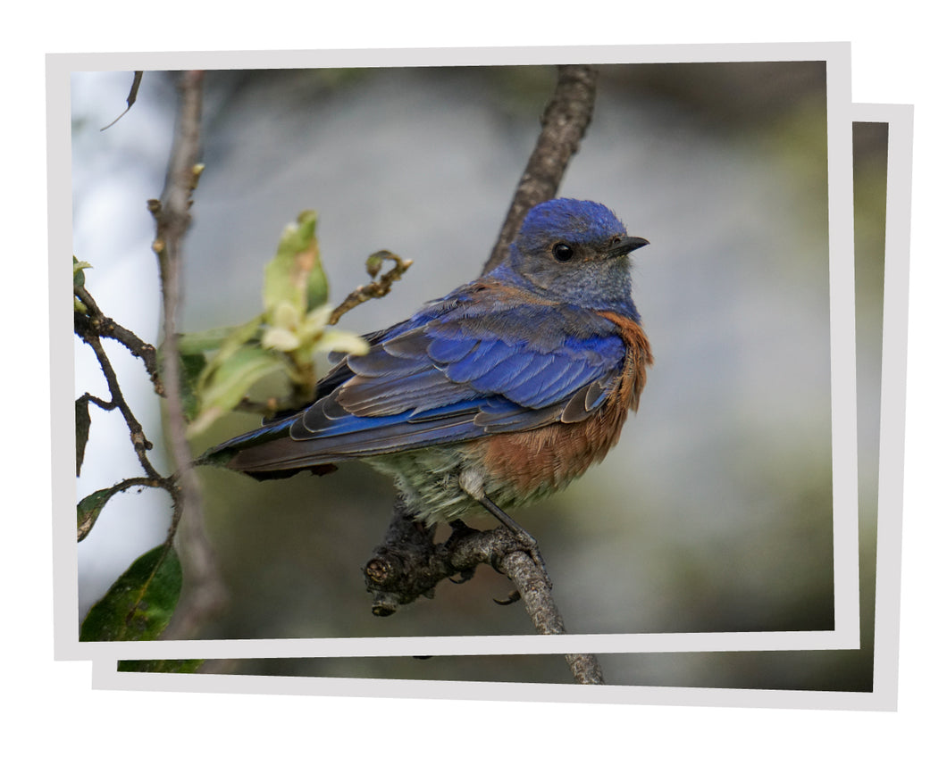 Western Bluebird: Plantable Seeded Note Cards