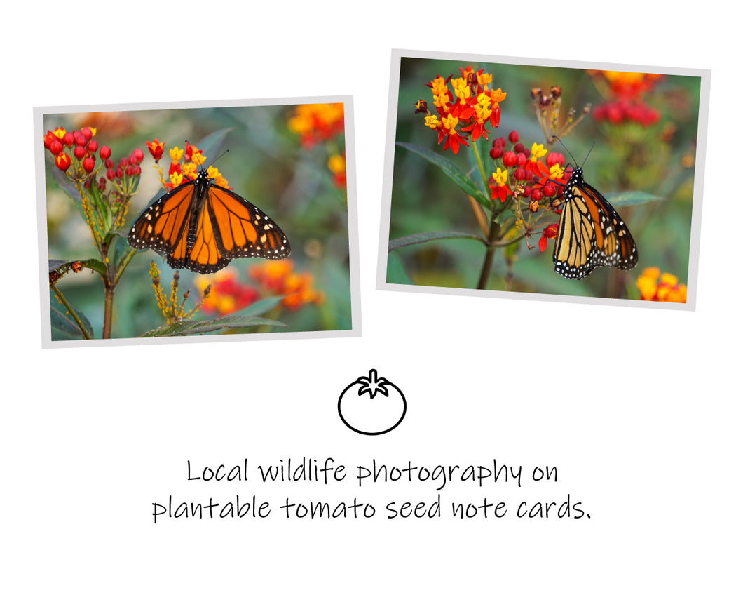 Monarch Butterflies: Plantable Seeded Note Cards (Tomato seeds)